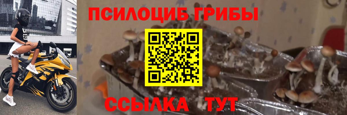 Псилоцибиновые грибы GOLDEN TEACHER  Воркута 